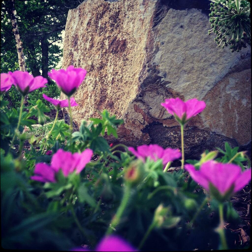 annual and perennial flower plantings by Sequoia Landscape